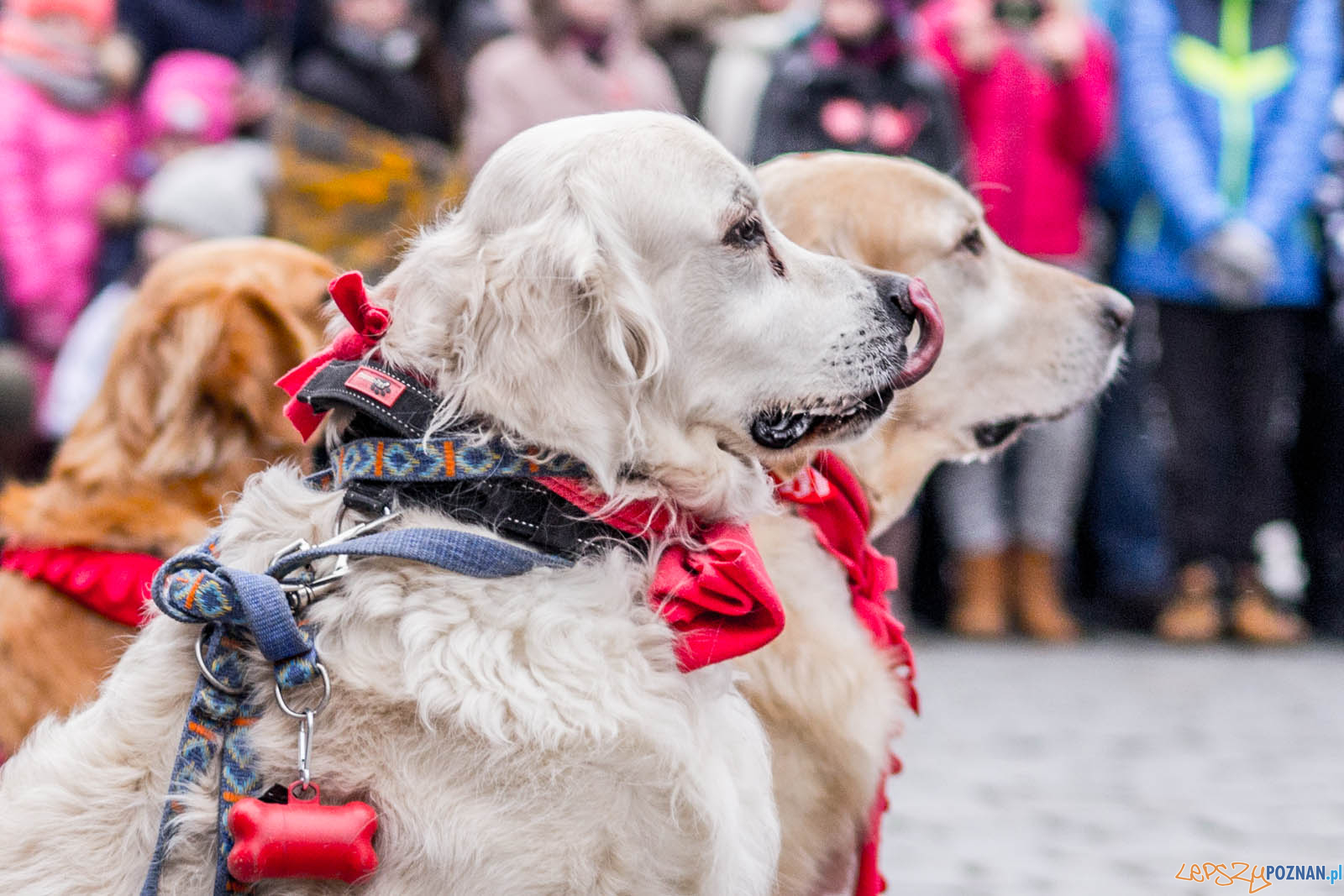 26. Finał WOŚP z Goldenami w Poznaniu Foto: lepszyPOZNAN.pl / Ewelina Jaskowiak 26. Finał WOŚP z Goldenami w Poznaniu Foto: lepszyPOZNAN.pl / Ewelina Jaskowiak