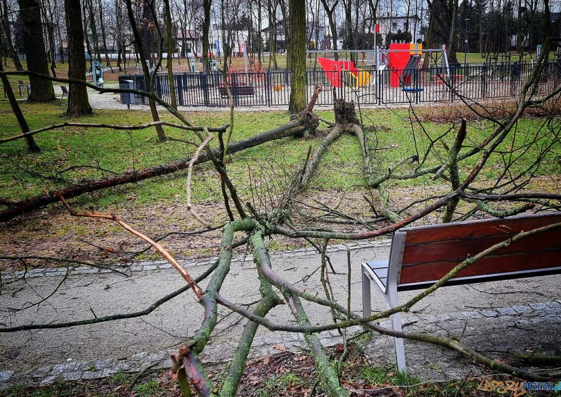 Powalone drzewo w parku przy ul. Browarnej Foto: fb / Antoninek